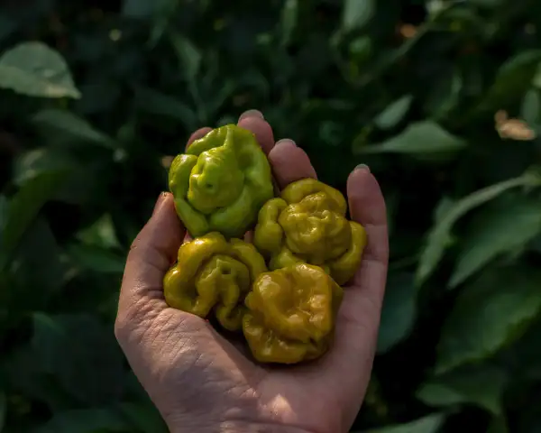 Chili / Paprika: White Hot Lime