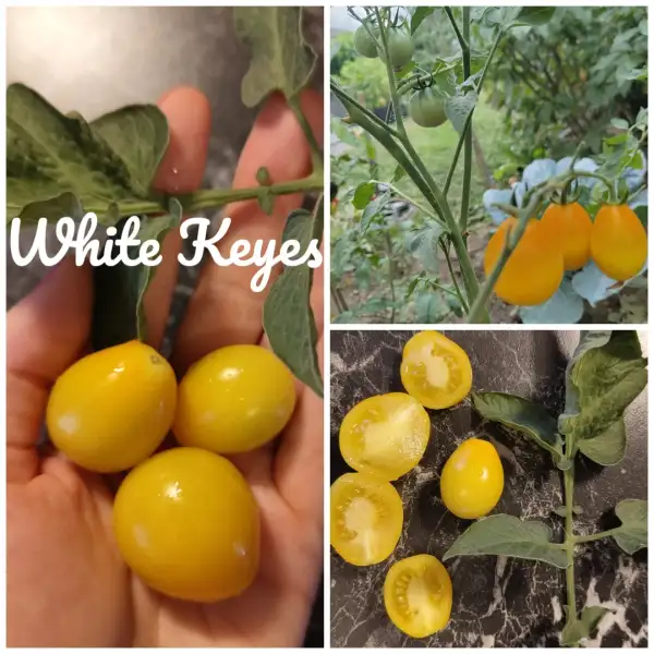 Tomaten: White Keyes