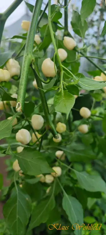 Chili / Paprika: White Molly (Schärfe 10+)
