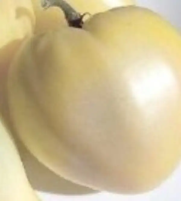 Tomaten: White Oxheart - Weißes Ochsenherz
