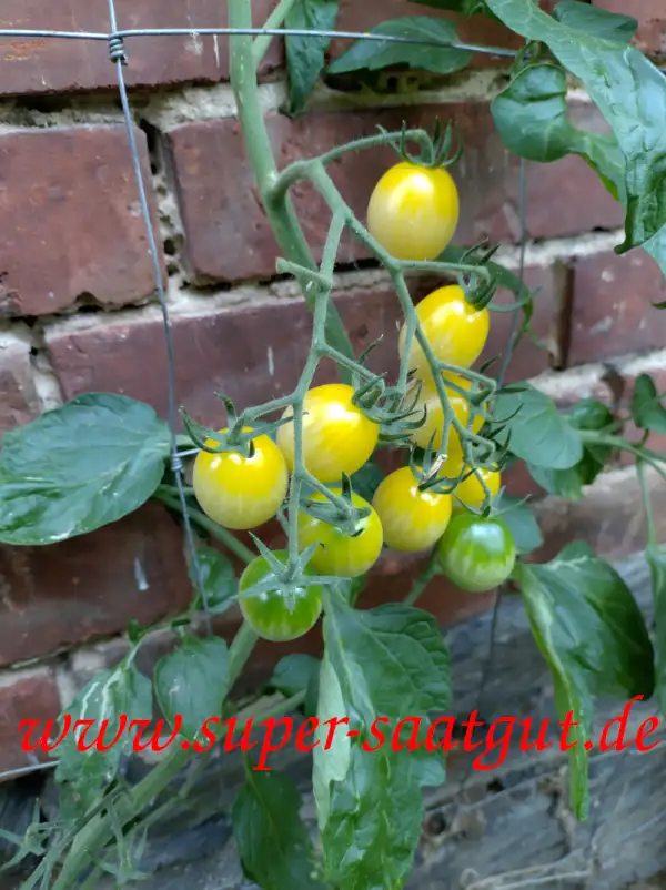 Tomaten: White Plum