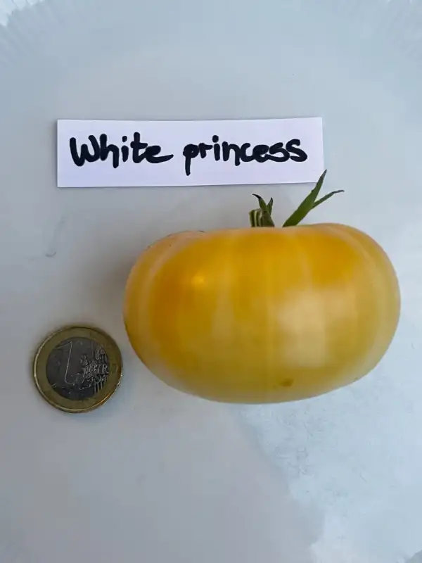 Tomaten: White Princess