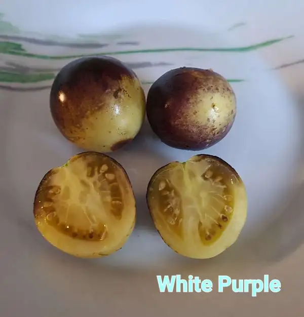 Tomaten: White Purple