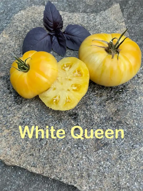 Tomaten: White Queen