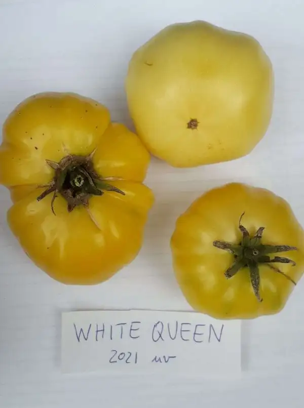 Tomaten: White Queen