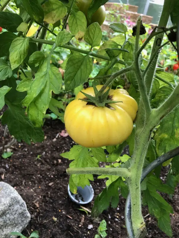 Tomaten: White Queen