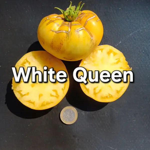 Tomaten: White Queen