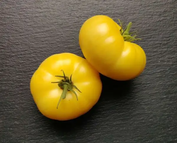 Tomaten: White Queen