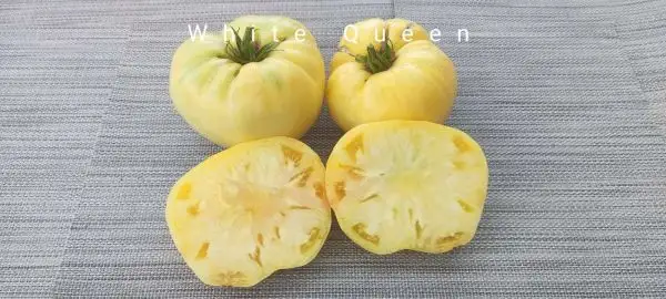 Tomaten: White Queen