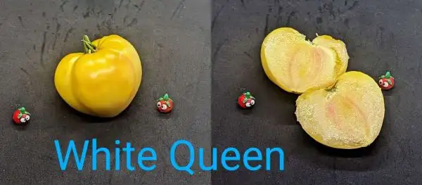 Tomaten: White Queen