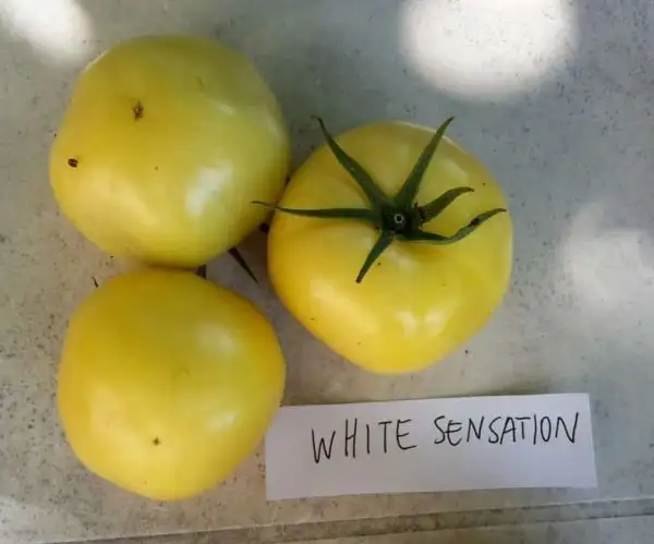 Tomaten: White Sensation