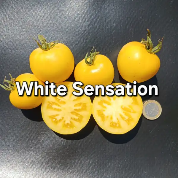 Tomaten: White Sensation