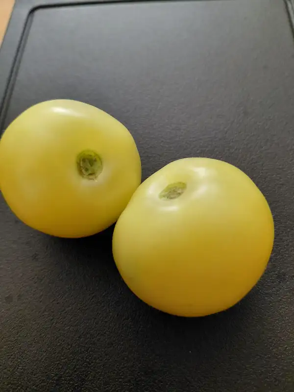 Tomaten: White Sensation i