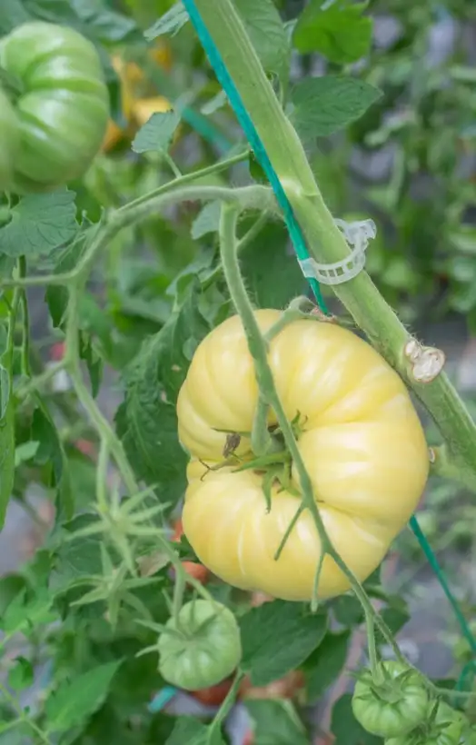 Tomaten: White Sugar