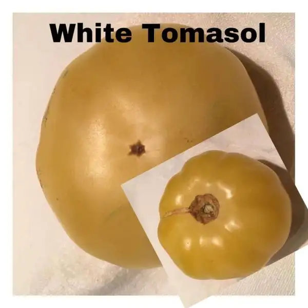 Tomaten: White Tomasol