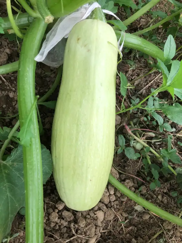 andere Gemüse: White Voluntee zucchini