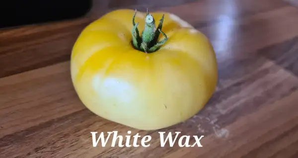 Tomaten: White wax