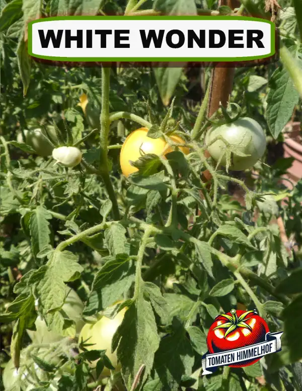 Tomaten: White Wonder