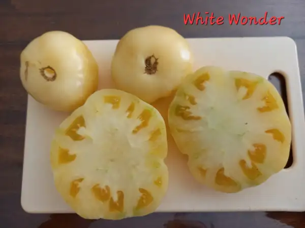 Tomaten: White Wonder