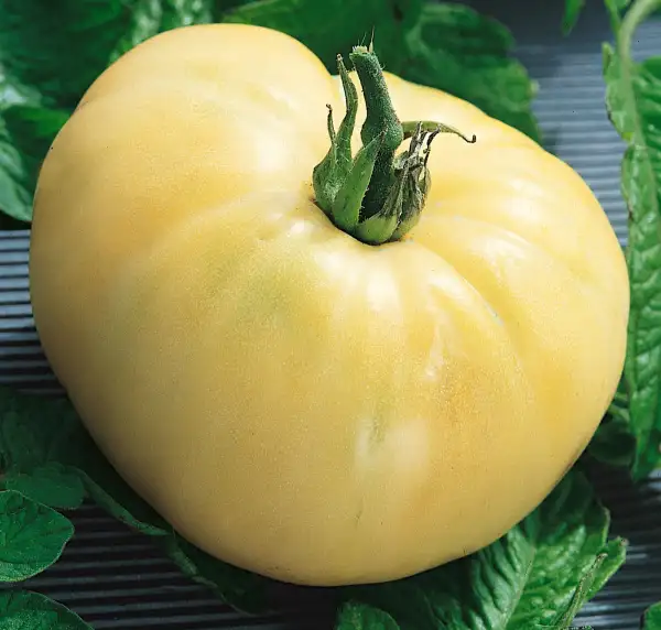 Tomaten: White Wonder