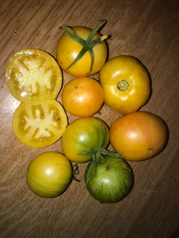 Tomaten: White Zebra