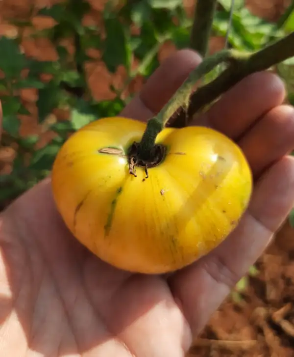 Tomaten: White Zebra