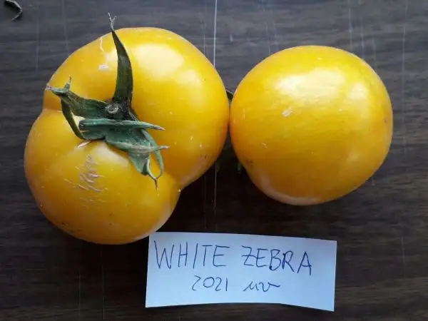 Tomaten: White Zebra