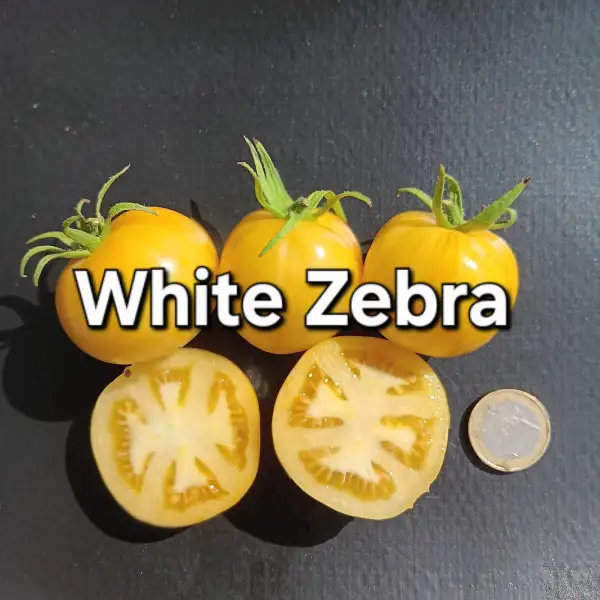 Tomaten: White Zebra