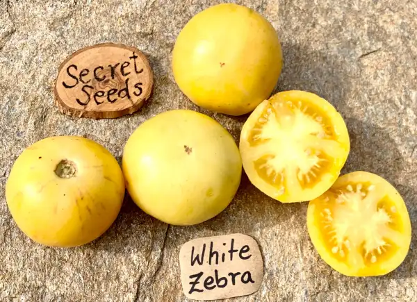 Tomaten: White Zebra