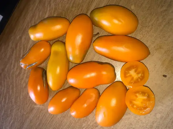 Tomaten: Wick
