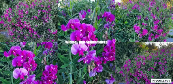 Blumen: Wicken - Duft-Staudenwicke