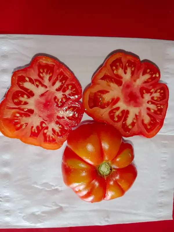 Tomaten: Wiener Große von Stummerer