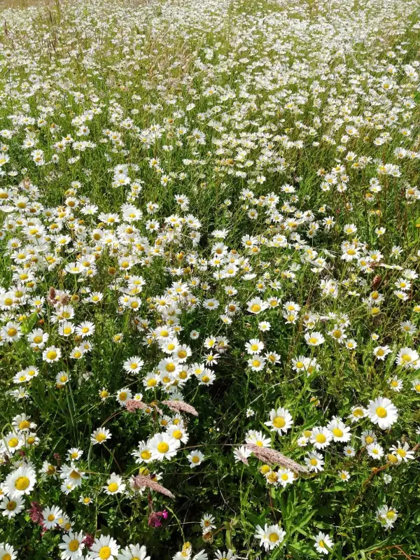 Blumen: Wiesen-Margerite