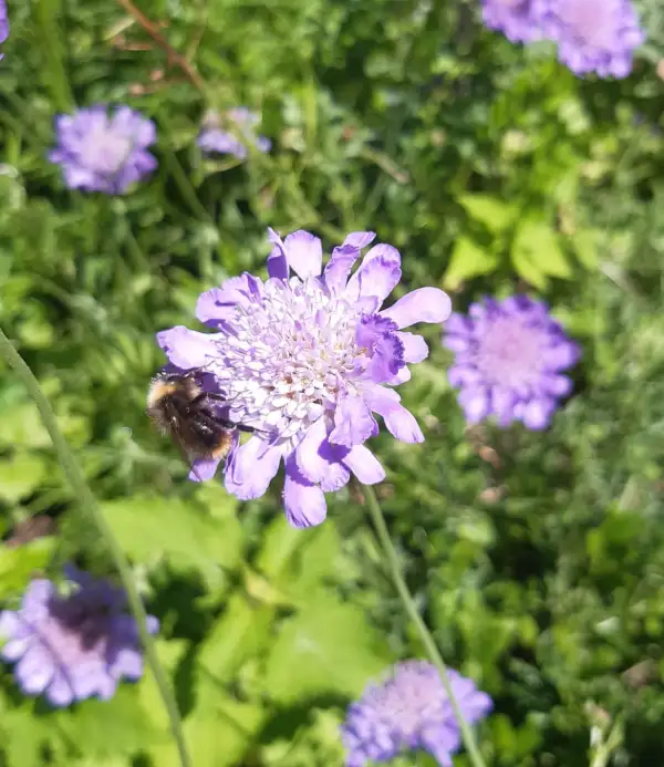 Stauden / Gehölz: Wiesen-Witwenblume, knautia arvensis