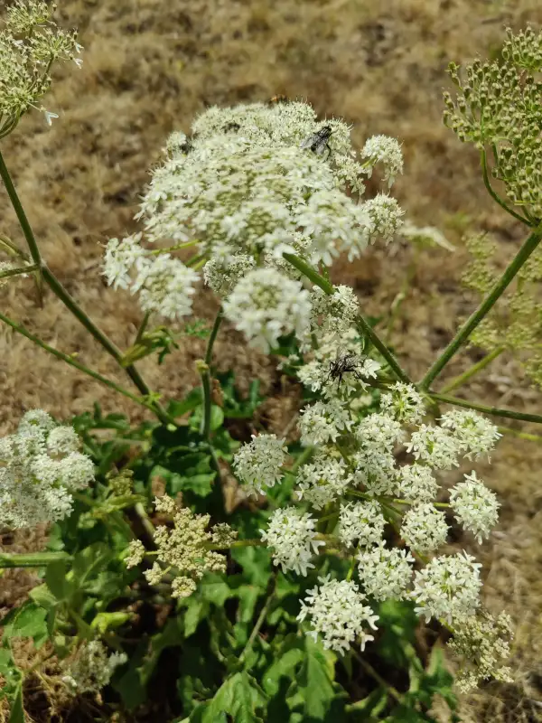 Blumen: Wiesenbärenklau