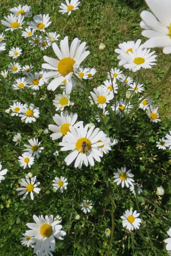 Blumen: Wiesenmargerite (mindestens 200 Stück)