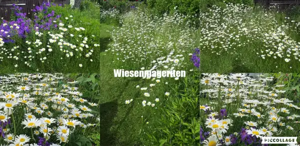 Stauden / Gehölz: Wiesenmargeriten