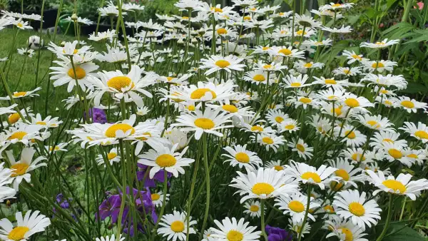 Stauden / Gehölz: Wiesenmargeriten