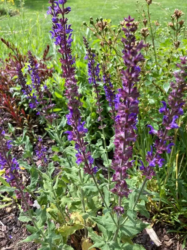 Blumen: Wiesensalbei