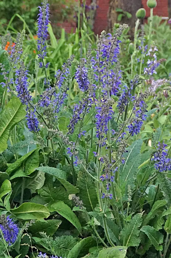 Kräuter: Wiesensalbei