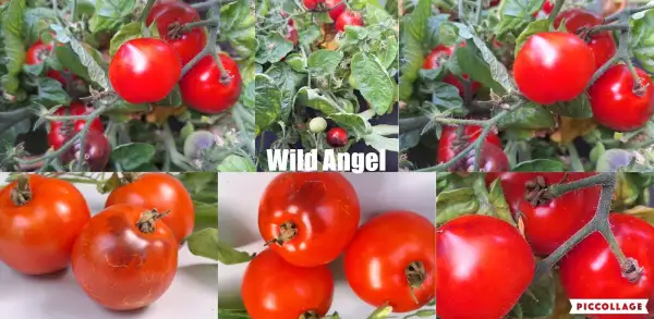 Tomaten: Wild Angel - Zwergtomate