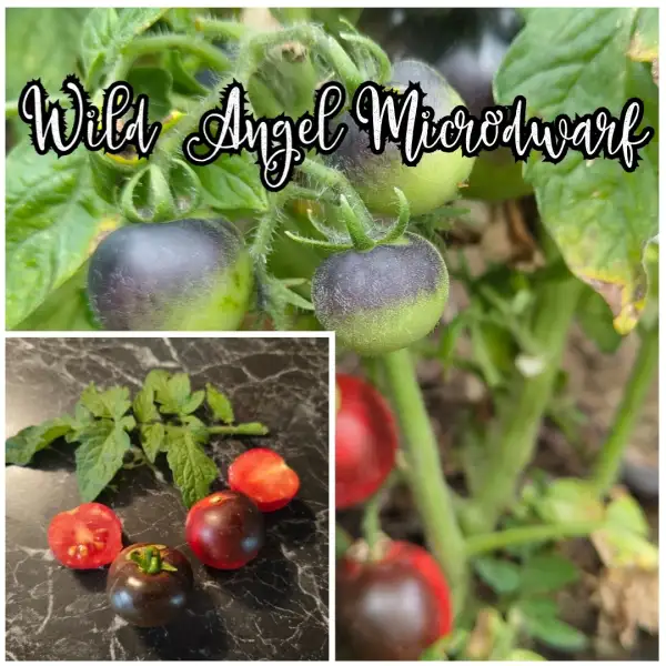Tomaten: Wild Angel Microdwarf