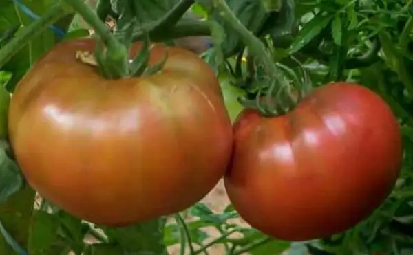 Tomaten: Wild Fred