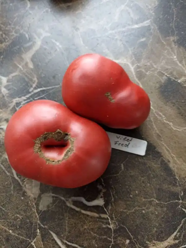 Tomaten: Wild Fred