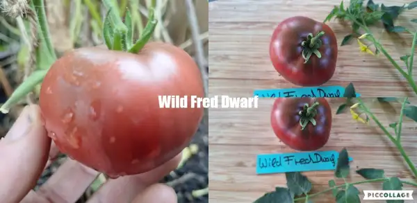 Tomaten: Wild Fred Dwarf _ DTP