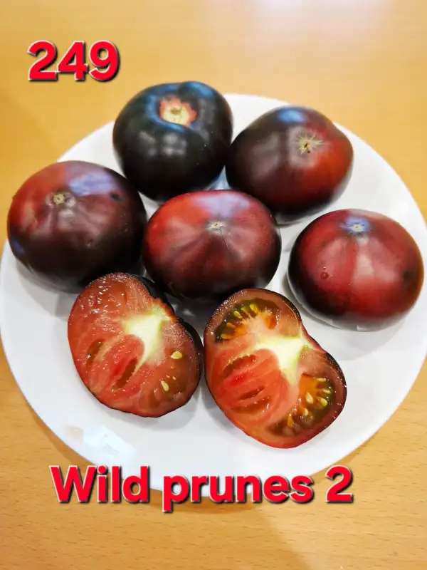Tomaten: Wild prunes 2