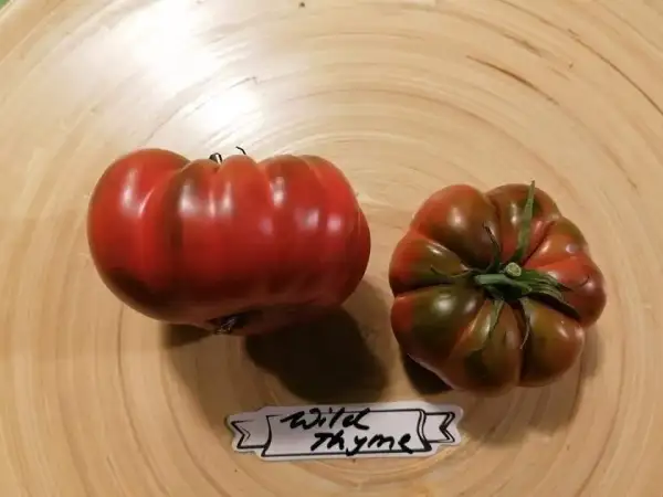 Tomaten: Wild thyme