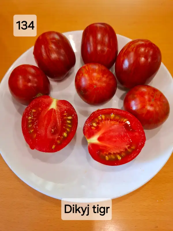 Tomaten: Wild tiger