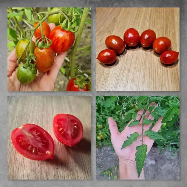 Tomaten: Wild tiger