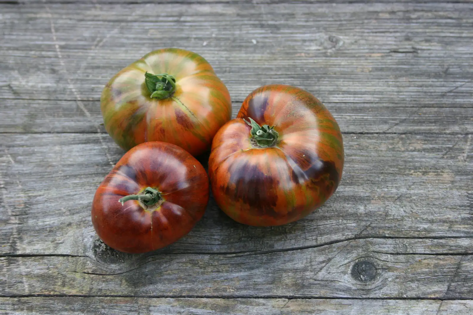Tomaten: Wild tiger